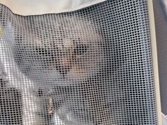 -博特宠物医院24h犬猫全科.骨科·异宠