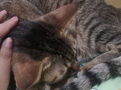 -滚猫咖啡·猫咖·猫友好撸猫(未来城店)
