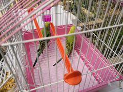 -马陆小张葡萄园农家乐