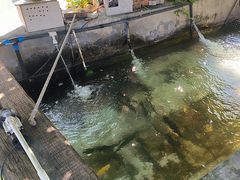 -北京龙庆四季香农家饭庄·灶台鱼·碳烤虹鳟鱼(龙庆峡店)