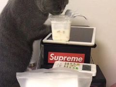 -喵zoo家庭繁育猫舍(尖东智能花园店)