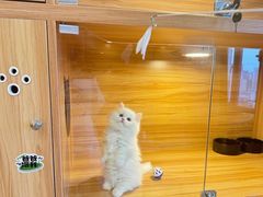 -猫十亿·布偶金渐层·曼基康矮脚猫舍(青年路店)