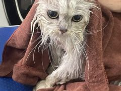 -佳雯宠物医院(金华南路分院)