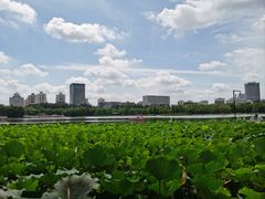 -莲花池公园