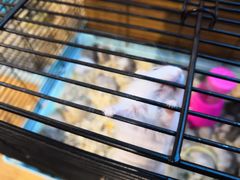 -龟与熊猫宠物公园(南坪店)