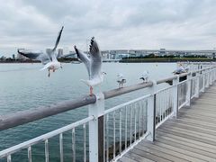 -台场海滨公园船码头