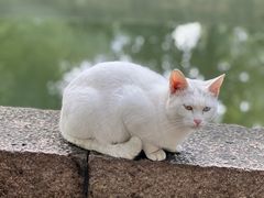 -西园寺