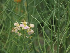 -中国天府农业博览园