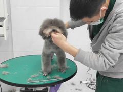 马上变漂亮了-欧奕国际动物医院