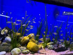 -上海海洋水族馆