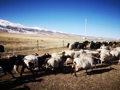 -青海湖国家重点风景名胜区