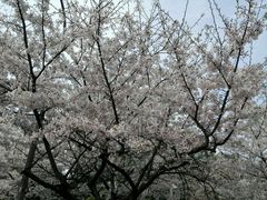 -武汉大学-樱园