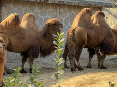 -石家庄市动物园