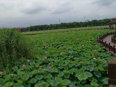 -荷塘月色湿地公园·向阳花洲
