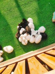 -萌宠亲子动物乐园(槐房万达店)