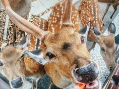 -清迈夜间动物园