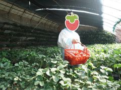 -大自然农场蔬菜草莓采摘园