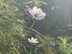 -轿顶山景区