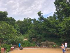 -野狸岛