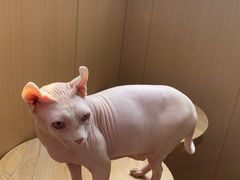 -MOCHA明星猫咖(田子坊店)