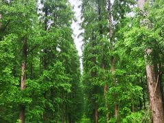 -黄海国家森林公园