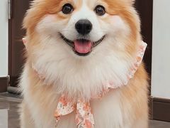 -翊宠yipet猫狗购宠庄园犬舍•猫舍