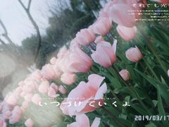 -杭州湾海上花田景区
