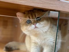 -猫十亿·布偶金渐层·曼基康矮脚猫舍(青年路店)