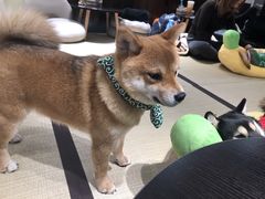 -逗柴咖啡屋·狗咖猫咖宠物桌游