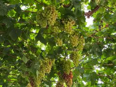 -金谷域澳洲庄园