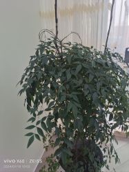 -HEYAN荷妍专业脱毛连锁机构