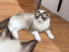 -COLOR PETS 撸猫馆·购猫·猫咖(长风大悦城店)