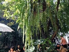 -Fern Forest Cafe
