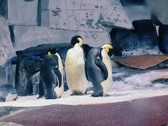 -海合安武汉极地海洋公园