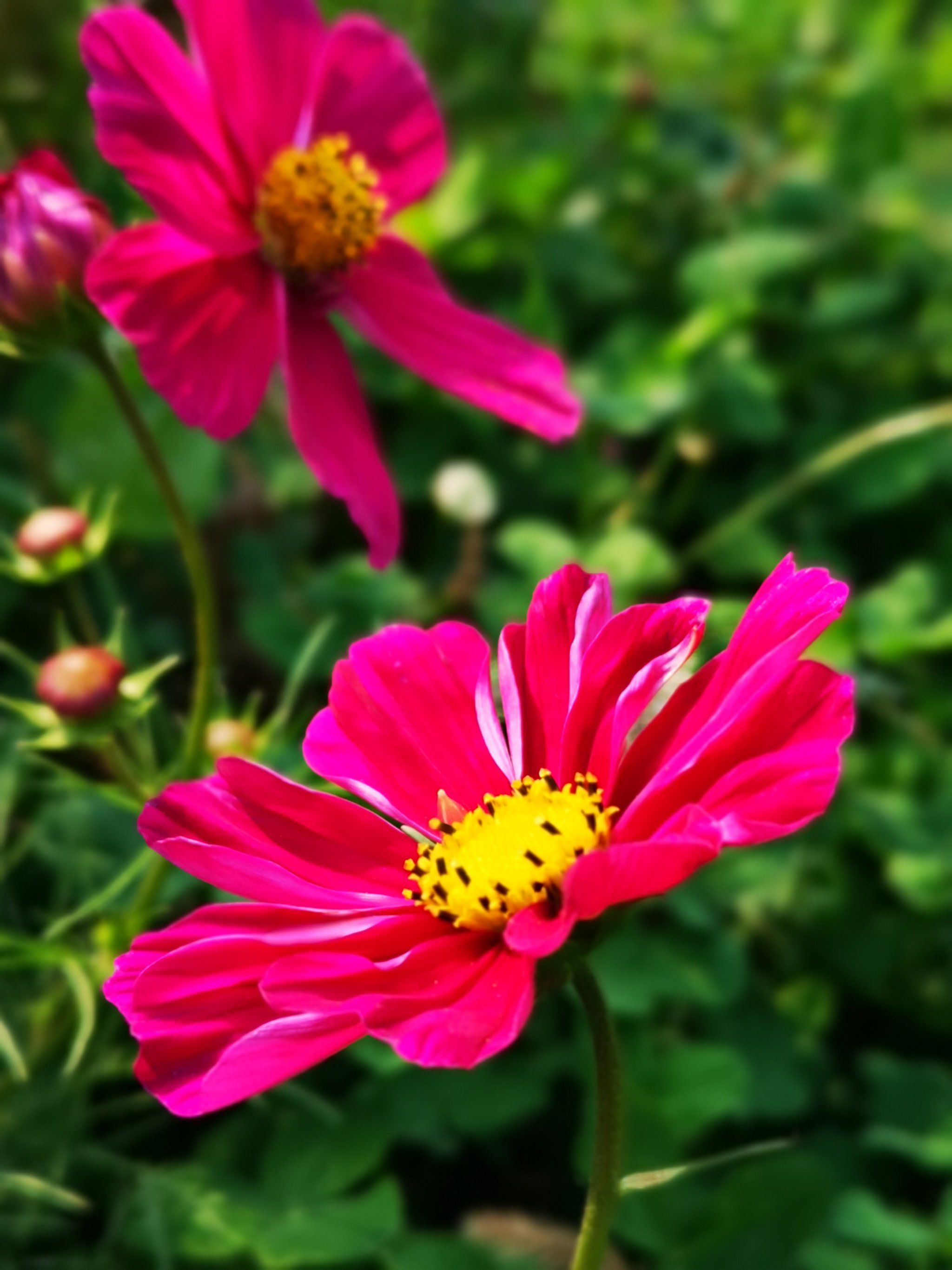 秋日最后的格桑花