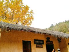 -千年银杏谷文化旅游区