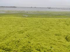 -青岛第二海水浴场