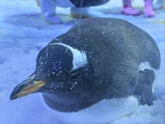 -芜湖新华联大白鲸海洋公园