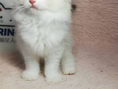 -十年猫舍·猫咪专门店(普陀店)