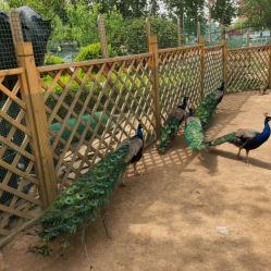 -萌宠亲子动物乐园(槐房万达店)