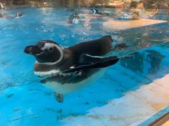 -帝企鹅自助餐厅•儿童岛•真企鹅(长隆企鹅酒店)