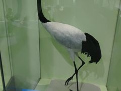 -盐城丹顶鹤湿地生态旅游区