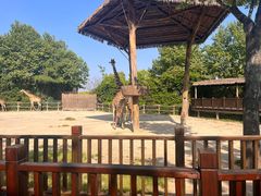 -上海野生动物园