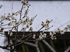 -南园(太仓市)