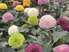 -荷兰花海