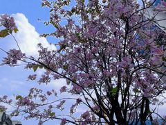 -深圳市中科院仙湖植物园