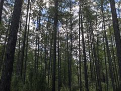 -莫尔道嘎国家森林公园