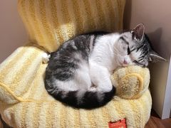 -安安宠医·健平宠物医院犬猫内科·骨科诊疗中心