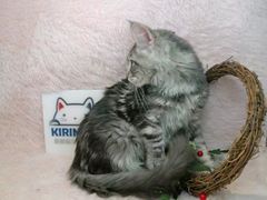 -十年猫舍·猫咪专门店(普陀店)