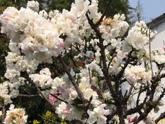 -南汇桃花村